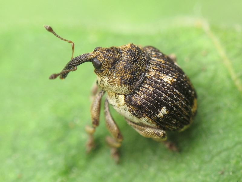 Nedyus quadrimaculatus (Linnaeus, 1758)